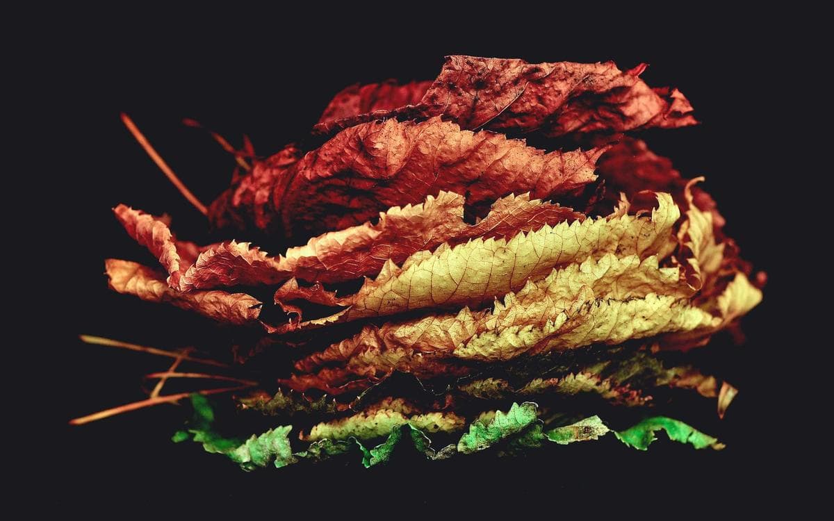 Premium Launch Presentation Vol.107