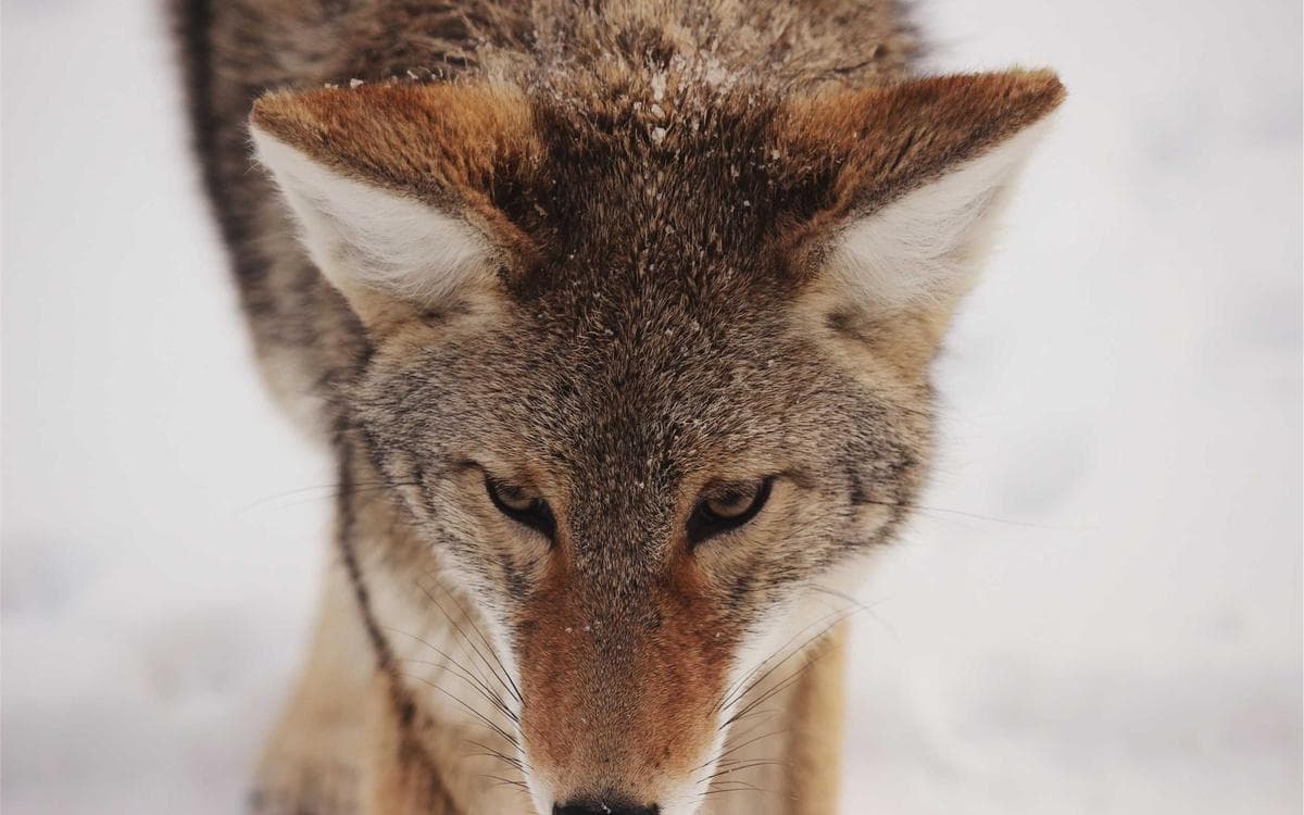 Ultimate Logo Reveal Vol.477