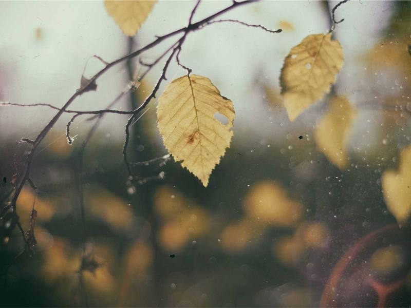 Elegant Nature Gallery Vol.293